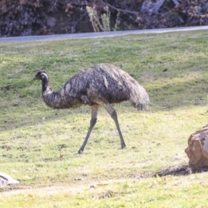 Dromaius novaehollandiae at Paddys River, ACT - 25 Jun 2020