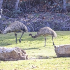 Dromaius novaehollandiae at Paddys River, ACT - 25 Jun 2020