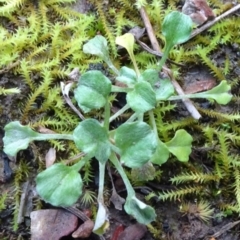 Stuartina sp. (genus) (A cudweed) at Bruce, ACT - 24 Jun 2020 by JanetRussell