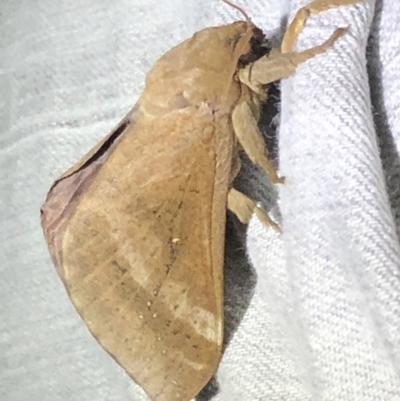 Abantiades hyalinatus (Mustard Ghost Moth) at Broughton Vale, NSW - 24 Jun 2020 by Nivlek