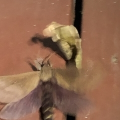 Abantiades hyalinatus at Broughton Vale, NSW - 24 Jun 2020 08:52 PM