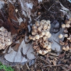 Mycena 'clarkeana group' at Hughes, ACT - 23 Jun 2020 by JackyF