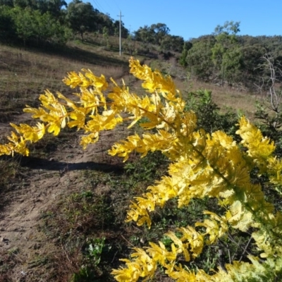 Acacia baileyana (Cootamundra Wattle, Golden Mimosa) at Jerrabomberra, ACT - 25 Jun 2020 by Mike