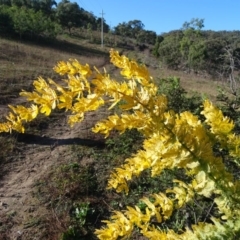 Acacia baileyana (Cootamundra Wattle, Golden Mimosa) at Jerrabomberra, ACT - 25 Jun 2020 by Mike
