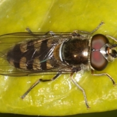 Melangyna viridiceps (Hover fly) at Ainslie, ACT - 21 Jun 2020 by jbromilow50