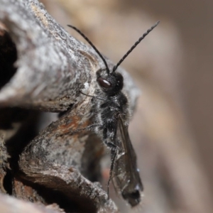 Tiphiidae (family) at Hackett, ACT - 24 Jun 2020