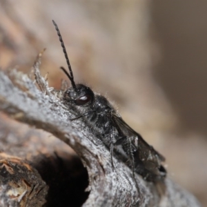 Tiphiidae (family) at Hackett, ACT - 24 Jun 2020