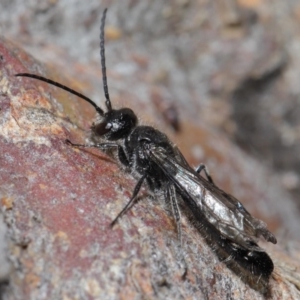 Tiphiidae (family) at Hackett, ACT - 24 Jun 2020