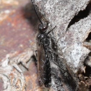 Tiphiidae (family) at Hackett, ACT - 24 Jun 2020