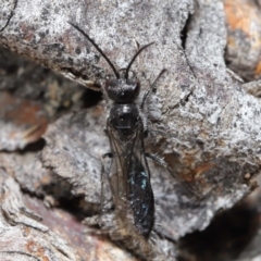 Tiphiidae (family) at Hackett, ACT - 24 Jun 2020 11:05 AM