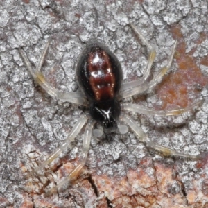 Euryopis sp. (genus) at Hackett, ACT - 24 Jun 2020 11:10 AM