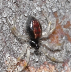 Euryopis sp. (genus) at Hackett, ACT - 24 Jun 2020