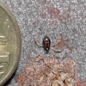 Euryopis sp. (genus) at Hackett, ACT - 24 Jun 2020