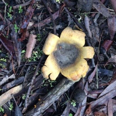 Scleroderma sp. (Scleroderma) at Mount Majura - 24 Jun 2020 by petersan