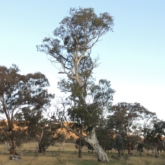 Eucalyptus blakelyi (Blakely's Red Gum) at Gordon, ACT - 25 Jun 2020 by MichaelBedingfield