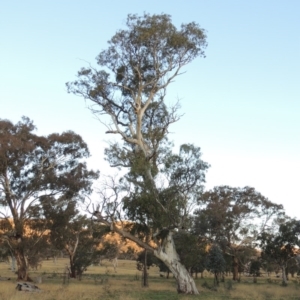 Eucalyptus blakelyi at Gordon, ACT - 25 Jun 2020