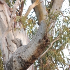 Eucalyptus blakelyi at Gordon, ACT - 25 Jun 2020