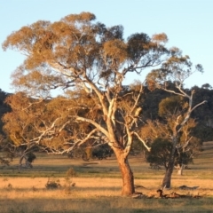 Eucalyptus melliodora (Yellow Box) at Gordon, ACT - 25 Jun 2020 by michaelb