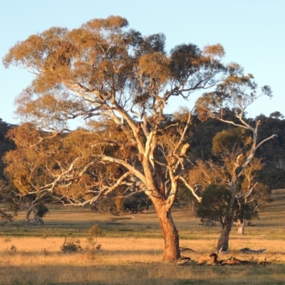 Eucalyptus melliodora (Yellow Box) at Gordon, ACT - 25 Jun 2020 by MichaelBedingfield