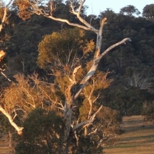 Eucalyptus melliodora at Banks, ACT - 25 Jun 2020