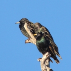 Sturnus vulgaris (Common Starling) at Gordon, ACT - 25 Jun 2020 by MichaelBedingfield