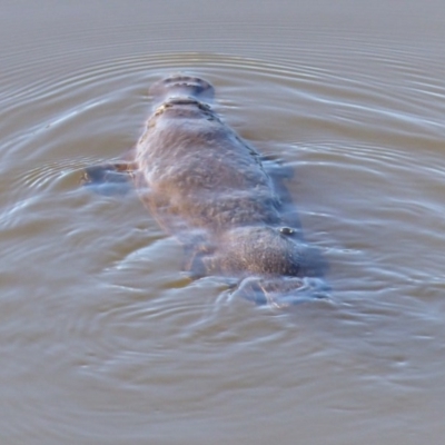 Ornithorhynchus anatinus (Platypus) at Bega, NSW - 26 Jun 2020 by MatthewHiggins