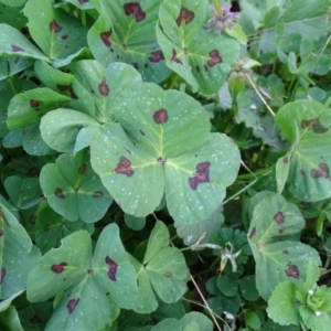 Medicago arabica at Isaacs, ACT - 25 Jun 2020 04:25 PM