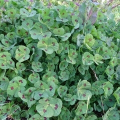 Medicago arabica at Isaacs, ACT - 25 Jun 2020 04:25 PM