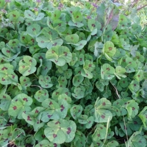 Medicago arabica at Isaacs, ACT - 25 Jun 2020 04:25 PM