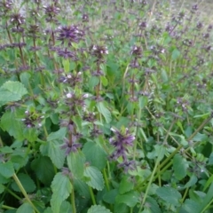 Stachys arvensis (Stagger Weed) at Isaacs, ACT - 25 Jun 2020 by Mike