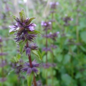 Stachys arvensis at Isaacs, ACT - 25 Jun 2020 04:25 PM