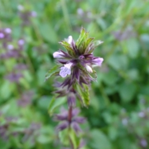 Stachys arvensis at Isaacs, ACT - 25 Jun 2020 04:25 PM