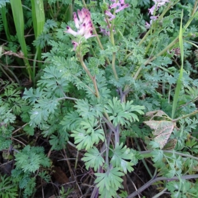 Fumaria sp. (Fumitory) at Isaacs, ACT - 25 Jun 2020 by Mike