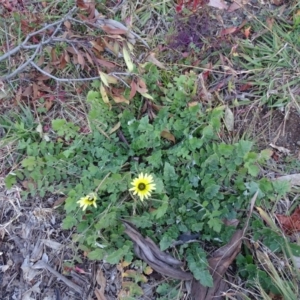 Arctotheca calendula at Isaacs, ACT - 25 Jun 2020