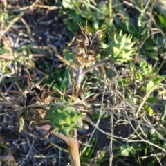 Datura ferox (Fierce Thornapple, Longspine Thornapple) at Tuggeranong DC, ACT - 25 Jun 2020 by Mike