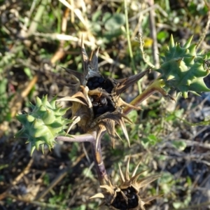 Datura ferox at Tuggeranong DC, ACT - 25 Jun 2020