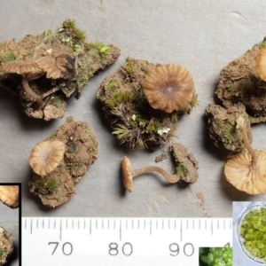 Lichenomphalia umbellifera at O'Connor, ACT - 28 May 2020