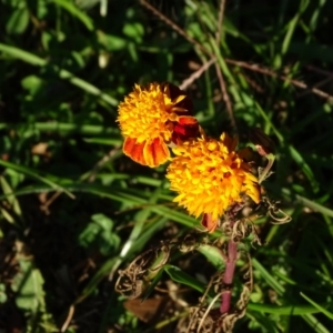 Tagetes erecta at Tuggeranong DC, ACT - 25 Jun 2020