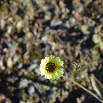 Tolpis barbata (Yellow Hawkweed) at Wanniassa Hill - 25 Jun 2020 by Mike