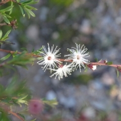 Kunzea ericoides (Burgan) at Wanniassa Hill - 25 Jun 2020 by Mike