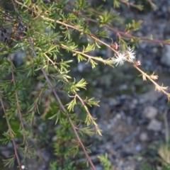 Kunzea ericoides at Tuggeranong DC, ACT - 25 Jun 2020 03:29 PM