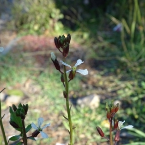 Raphanus raphanistrum at Jerrabomberra, ACT - 25 Jun 2020