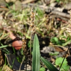 Plantago varia (Native Plaintain) at Jerrabomberra, ACT - 25 Jun 2020 by Mike