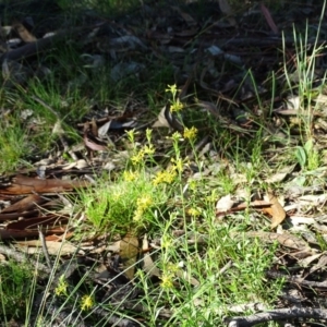 Pimelea curviflora at Jerrabomberra, ACT - 25 Jun 2020