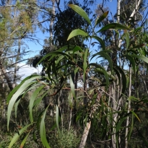 Acacia implexa at Bruce, ACT - 24 Jun 2020