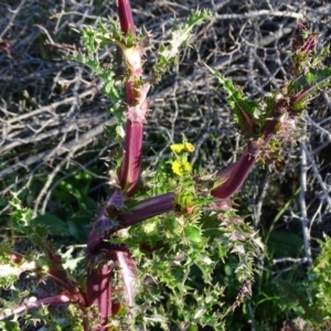 Sonchus asper at Isaacs Ridge - 25 Jun 2020 02:30 PM