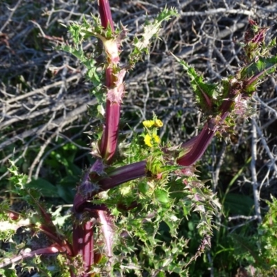 Sonchus asper (Prickly Sowthistle) at Isaacs Ridge - 25 Jun 2020 by Mike