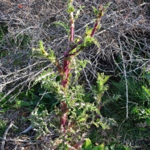 Sonchus asper at Isaacs Ridge - 25 Jun 2020