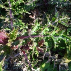 Sonchus asper at Isaacs Ridge - 25 Jun 2020