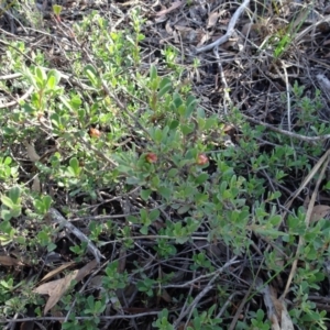 Hibbertia obtusifolia at Bruce, ACT - 24 Jun 2020